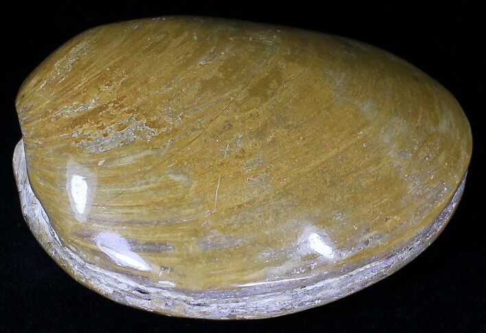 Wide Polished Fossil Clam - Jurassic #21755